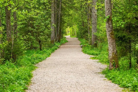 Walking trail going through the forest in spring on a cloudy day, Bavaria, Germany
