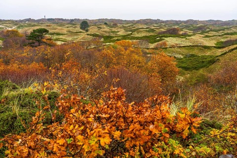 Dune sheep of Ostplate, in the east of the East Frisian island of Spiekeroog, autumn, brown dunes,