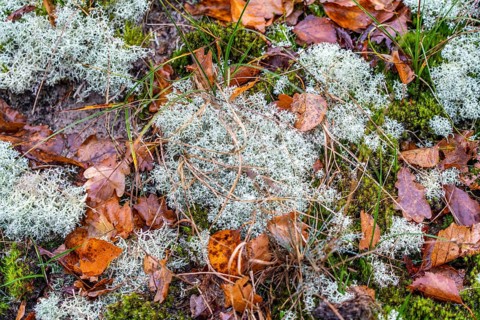 North Sea, Spiekeroog island, autumn, dune landscape, lichens and mosses, Ostplate, Lower Saxony,
