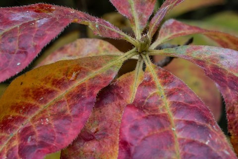 Azalea (Rhododendron luteum) in autumn leaves, Emsland, Lower Saxony, Germany