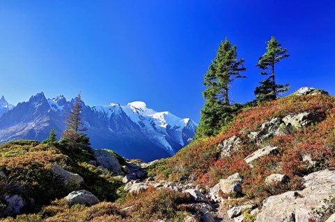 Firs stand in an autumnal landscape with the snow-covered Mont Blanc massif in the background,