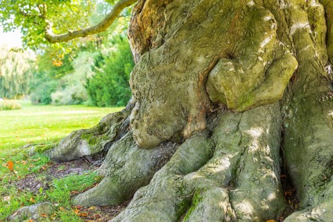 Tree trunk and roots of an old beech tree in Muskauer Park, UNESCO World Heritage, Bad Muskau,