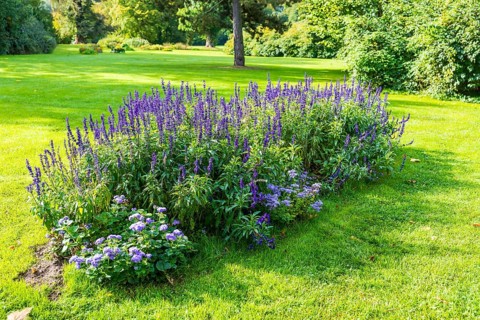Flower bed with various purple perennials in Muskauer Park, UNESCO World Heritage, Bad Muskau,