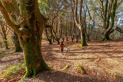Mother and child are walking hand in hand on a winding path through a beautiful autumn forest with