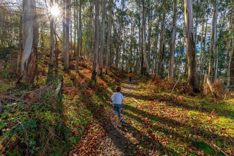 Children run uphill on a sunlit dirt trail through tall eucalyptus trees, kicking autumn leaves and
