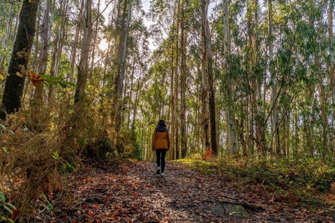 Woman is walking along a tranquil path covered with fallen leaves, enjoying a peaceful outdoor hike