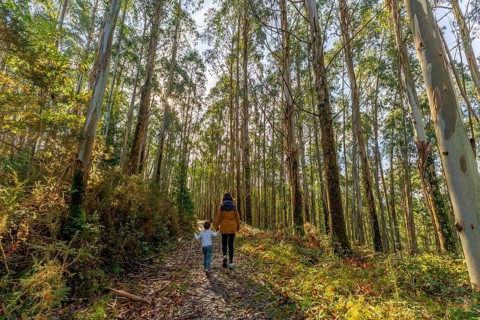 Mother and young child walking hand in hand on a sun dappled path through tall eucalyptus trees in