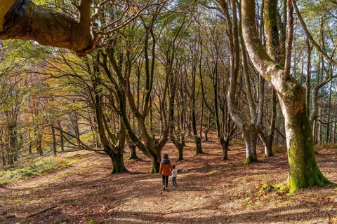 Mother and child are walking together on a path covered with fallen leaves through a beautiful