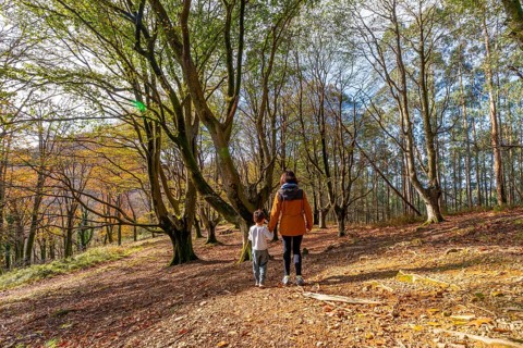Mother and son enjoying a peaceful walk together through a mixed autumn forest, exploring nature