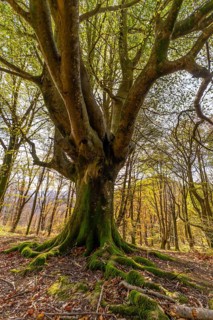 Old tree trunk covered with vibrant green moss, showcasing tangled roots on the forest floor,