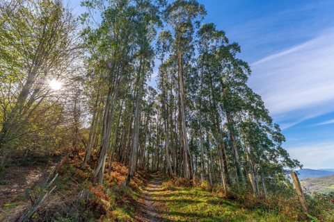 Eucalyptus trees lining a narrow hiking path on a hillside in the autumnal basque country, with