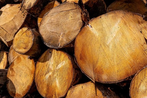Stacked eucalyptus logs with visible growth rings and warm timber texture, close up of cross