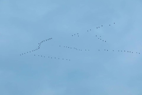 Flock of birds, cranes, Tister Bauernmoor, Tiste, Samtgemeinde Sittensen, Lower Saxony, Germany