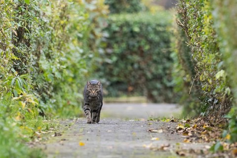 A house cat (Felis catus) runs along a paved path between tall hedges. The atmosphere is autumnal,