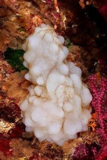 White sea silk (Phallusia mammillata) nestles against the colorful corals of the seabed in the