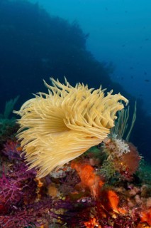 Underwater world with a glowing screw sabella (Sabella spallanzanii), tube worm, and colorful