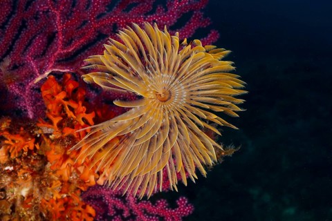 Colourful tube worm, screw sabelle (Sabella spallanzanii), above glowing corals in a detailed