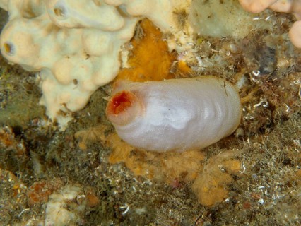 Red sea silk (Halocynthia papillosa), white variant, against a natural background in the