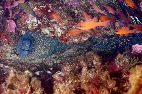 Mediterranean moray eel (Muraena helena) and orange fish, mullet king (Apogon imberbis), in a