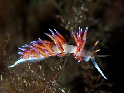 Colourful nudibranch with glowing tentacles, migratory snail (Cratena peregrina), in a dark, marine