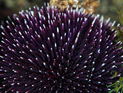 Purple sea urchin (Sphaerechinus granularis) with long, pointed spines in an underwater environment