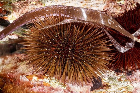 A sea urchin, rock sea urchin (Paracentrotus lividus) with long, thin spines between seaweed and
