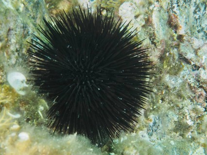 A black sea urchin (Arbacia lixula) with many fine spines on rocky ground in the Mediterranean near