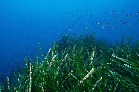 School of fish over an area of seagrass, Neptune grass (Posidonia oceanica), in a blue underwater