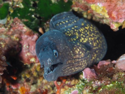 Mediterranean moray (Muraena helena) with open mouth hidden in the reef in the Mediterranean near