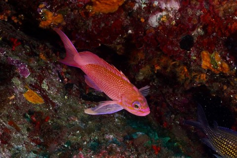 Pink Mediterranean flag bass (Anthias anthias) swims close to a colorful and textured underwater