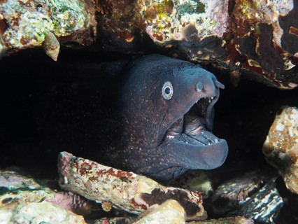 Mediterranean moray (Muraena helena) opens its mouth in a rocky hideaway in the Mediterranean near