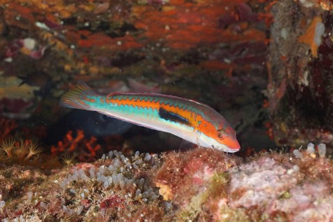 Colourful merjunker (Coris julis) swims close to rocks in an underwater landscape in the