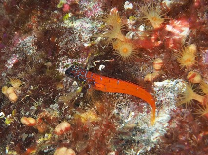 Vivid orange fish, dwarf pointed hagfish (Tripterygion melanurus), in a colorful reef in the