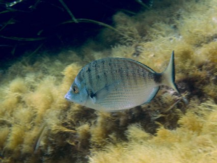 A single fish, roast bream (Diplodus puntazzo), swims among algae in calm, clear water in the