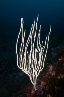 White, filigree coral species, white gorgonia (Eunicella singularis) in the Mediterranean near