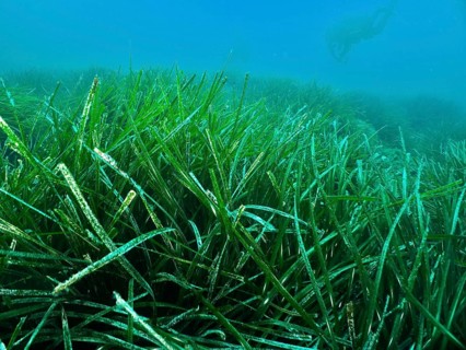 Dense growth of Neptune grass (Posidonia oceanica) underwater with a diver in the background in the