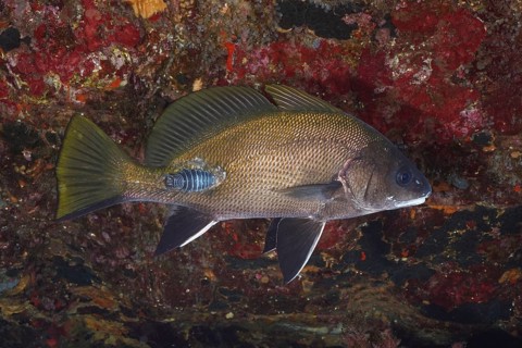 A sea raven (Sciaena umbra) with a woodlice (Anilocra), parasite, swims near rocks rich in texture
