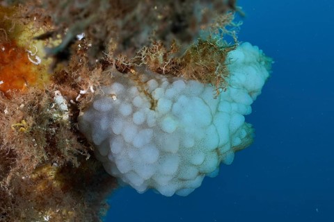 White sea crayon (Phallusia mammillata) on a sea slope surrounded by seaweed in the Mediterranean