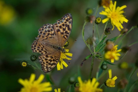 Imperial mantle or silver line (Argynnis paphia) on yellow dandelion flowers, Sweden
