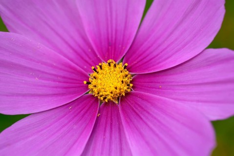 Jewellery basket, feathery flower or cosmetic (Cosmos bipinnatus syn. Cosmea bipinnata), Germany