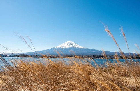 Dry reeds on the shores of Lake Kawaguchi with volcano Mt. Fuji, Yamanashi Prefecture, Japan