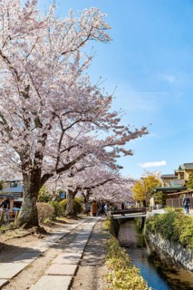 Footpath along a canal, cherry blossoms in spring, Philosopher's Path or Tetsugaku no michi, Kyoto,