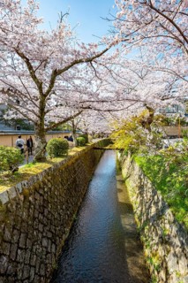 Canal lined with blooming cherry trees, cherry blossoms in spring, Philosopher's Path or Tetsugaku