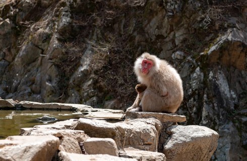 Japanese macaque (Macaca fuscata) sitting on rocks near water, Yamanouchi, Nagano Prefecture,