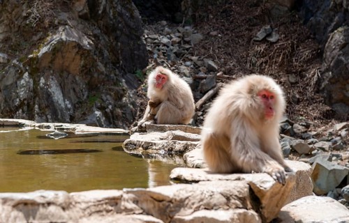 Japanese macaques (Macaca fuscata) sitting on rocks near water, Yamanouchi, Nagano Prefecture,