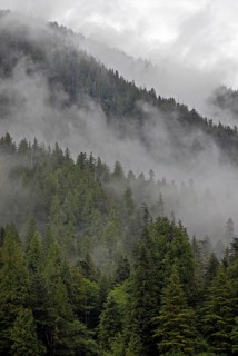 Coastal rainforest, near Hartley Bay, Queen Charlotte Strait, British Columbia, Canada