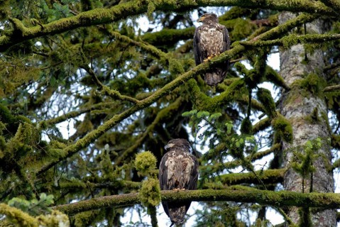 White-tailed eagle on a tree, coastal rainforest, near Hartley Bay, Queen Charlotte Strait, British