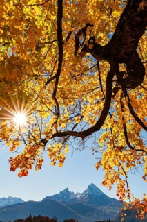 Watzmann under an autumn-colored tree, Bischofswiesen, Berchtesgadener Land, Upper Bavaria,