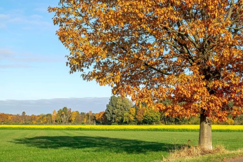Red oak (Quercus rubra) in autumn, Münsterland, North Rhine-Westphalia, Germany