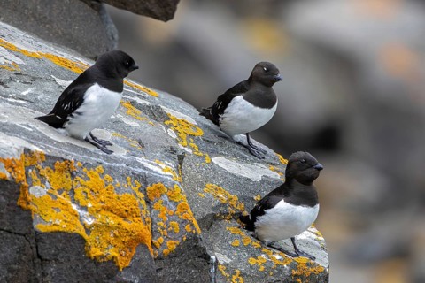 Three little auks, dovekies (Alle alle) perched on rock on top of sea cliff along the Arctic Ocean